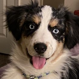 Miniature Australian Shepherd All Grown Up from Tincture of Thyme