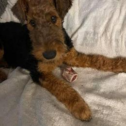 Airedale Terrier Puppies from Mystic’s Airedale Acres