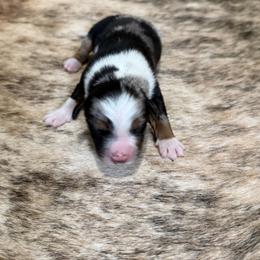 DAISY - Blue merle female Australian Shepherd puppy in Pendleton, Oregon from High West Aussies