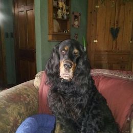 Gordon Setter All Grown Up from Gail Godding's Gordon Setters