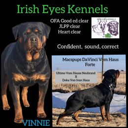 Vinnie - German Shepherd