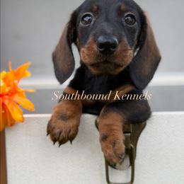 Easton - Wild boar male Dachshund puppy in Leoma, Tennessee from Southbound Kennel