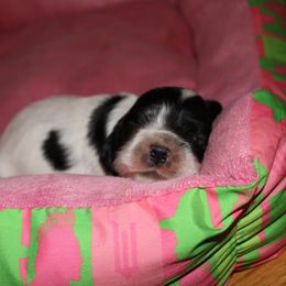 Boq - Black and white male Cocker Spaniel puppy in Hickory, North Carolina from Home Grown Cocker Spaniels