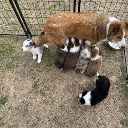 Australian Shepherd and Border Collie Puppies from Wiggles 4 Life