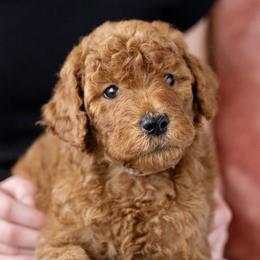 Nutmeg - Red  male Poodle puppy in Grimsley, Tennessee from Above Standard Poodles