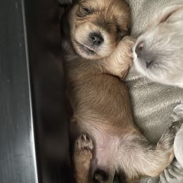 Morkie Puppies from Sun-Kissed Morkies