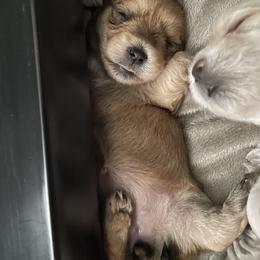 Morkie Puppies from Sun-Kissed Morkies