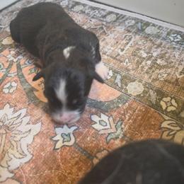 Boy 5 - Black tri male Miniature American Shepherd puppy in Griswold, Connecticut from Flatrock Kennels of CT