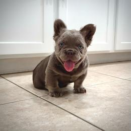 Axel - Tricolors male French Bulldog puppy in San Diego, California from Hlop Frenchies LLC