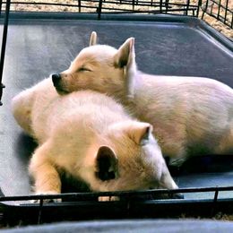 Rain -upcoming 2027-2028 - Schipperke