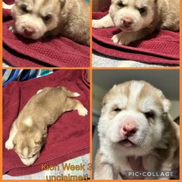 Kion - Red and white male Siberian Husky puppy in Canton, Ohio from Bleu Skies Siberian Huskies