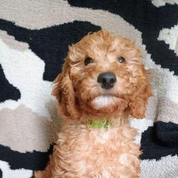 Ash - Red  male Goldendoodle puppy in Marion County, Ohio from Hatten Homestead Kennels