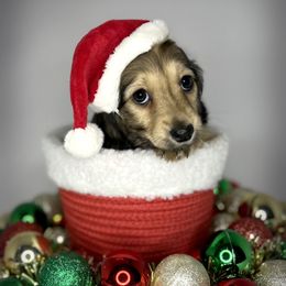 Onna - Dachshund puppy from Von Loos Dachshunds