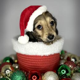 Onna - Dachshund puppy from Von Loos Dachshunds