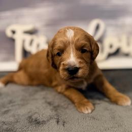 Boy 3 - Red  male Goldendoodle puppy in Bradenton, Florida from Christianna’s Mini Goldendoodles