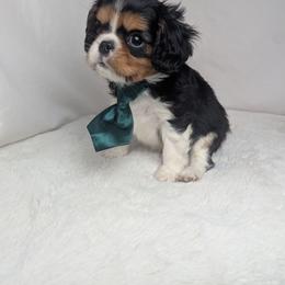 Ringo - Tri-color male Cavalier King Charles Spaniel puppy in Seymour, Missouri from Painted Blessing's AKC Cavaliers LLC