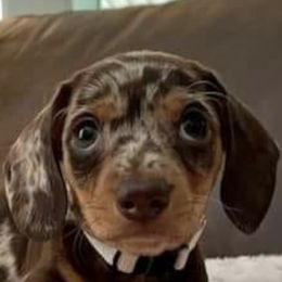 Biewer Terriers, Dachshunds, Poodles, and Shih Tzus from Paws & Kisses