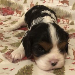 Cavalier King Charles Spaniel All Grown Up from Cutie Pie Cavaliers