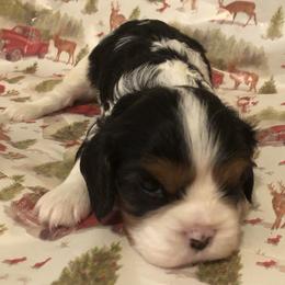 Cavalier King Charles Spaniel All Grown Up from Cutie Pie Cavaliers