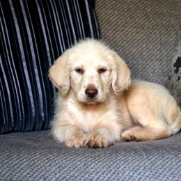 Bleu - Labradoodle puppy in Easley, South Carolina from Moore than Dogs