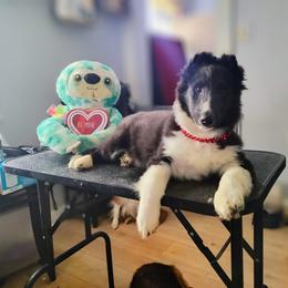 Ben - Black and white male Shetland Sheepdog puppy in Albany, New York from K&A Little Wonder's