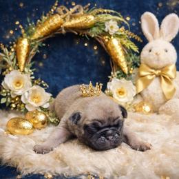 Fawn Boy - Fawn male Pug puppy in Tulsa, Oklahoma from Locust Creek Pugs