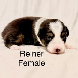 Reiner - Black tri-color female Australian Shepherd puppy in Vernal, Utah from Dancing M Kennels