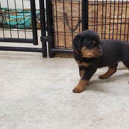 Rottweiler Puppies from SPOON RIVER ROTTWEILERS
