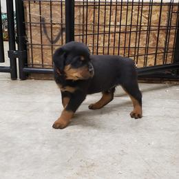 Rottweiler Puppies from SPOON RIVER ROTTWEILERS