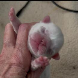 Girl 1 - White female Shih Tzu puppy in Texas from A Sassy Soul Shih-Tzu