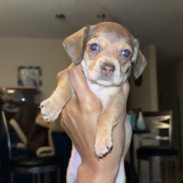Dachshund Puppies from Jae’s Puppy House