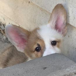 Shenzi - Sable female Pembroke Welsh Corgi puppy in Saint John, Washington from Fuzzbutt Farm's Corgis