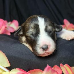 Fairy Godmother - Sable female Pembroke Welsh Corgi puppy in Valley, Washington from Corgis of the Mountain Valley