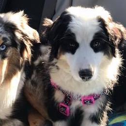 Miniature Australian Shepherds from TNT MINI AUSSIES