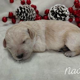 Naomi - Cream female Goldendoodle puppy in Eau Claire, Wisconsin from Fisher River Doodle's