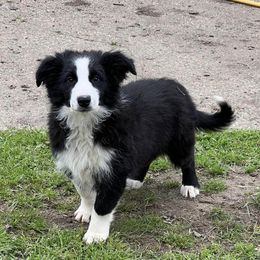 Border Collies from Temple Marshall