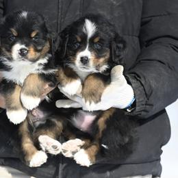 Bernese Mountain Dog, Golden Mountain Dog, and Golden Retriever Puppies from Grateful Bernese & Gage's Goldens