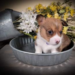 German Shepherd and Pembroke Welsh Corgi Puppies from J&R Shepherds & Corgis