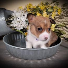 German Shepherd and Pembroke Welsh Corgi Puppies from J&R Shepherds & Corgis