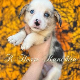 Boy 1 - American Corgi puppy in Gentry, Arkansas from K Heart Ranchita