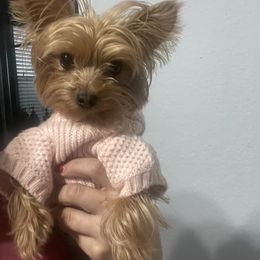 Yorkshire Terrier All Grown Up from My Yorkie Melts❤️❤️❤️