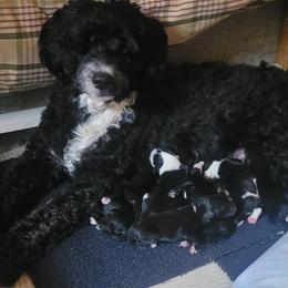 Portuguese Water Dogs from Brian Reger