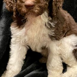 Poodles from Nec Nivem Farm