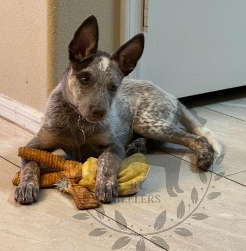 Australian Cattle Dog All Grown Up from HT Heelers