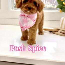 Posh Spice - Red female Cavapoo puppy in Buford, Georgia from Petite Posh Puppies