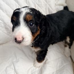 Malchus - Tri-color male Bernedoodle puppy in Temperance, Michigan from Michigans Bernedoodle’s