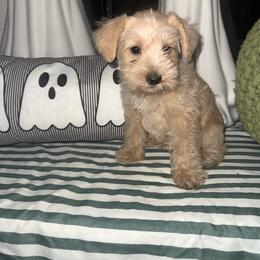 Macchiato - Wheaten male Miniature Schnauzer puppy in Fort Worth, Texas from Sissy’s Schnauzers