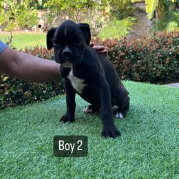Boy 2 - Boxer