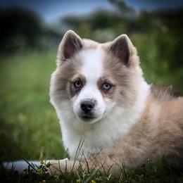 Zeuce Wolf Silver Pomsky - Silver and white male Pomsky puppy in Perkins, Oklahoma from A-Dream Pomsky Kennel