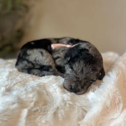 Satin - White and blue merle female Bordoodle puppy in Valley Center, California from Circle R Valley Bordoodls